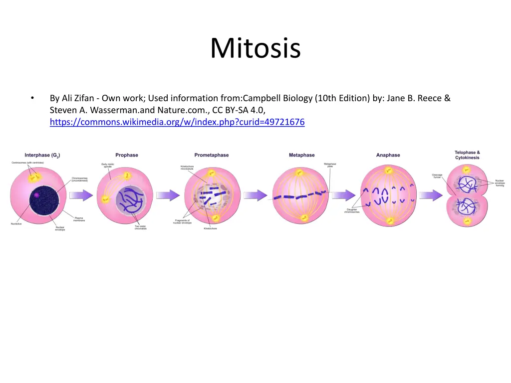mitosis