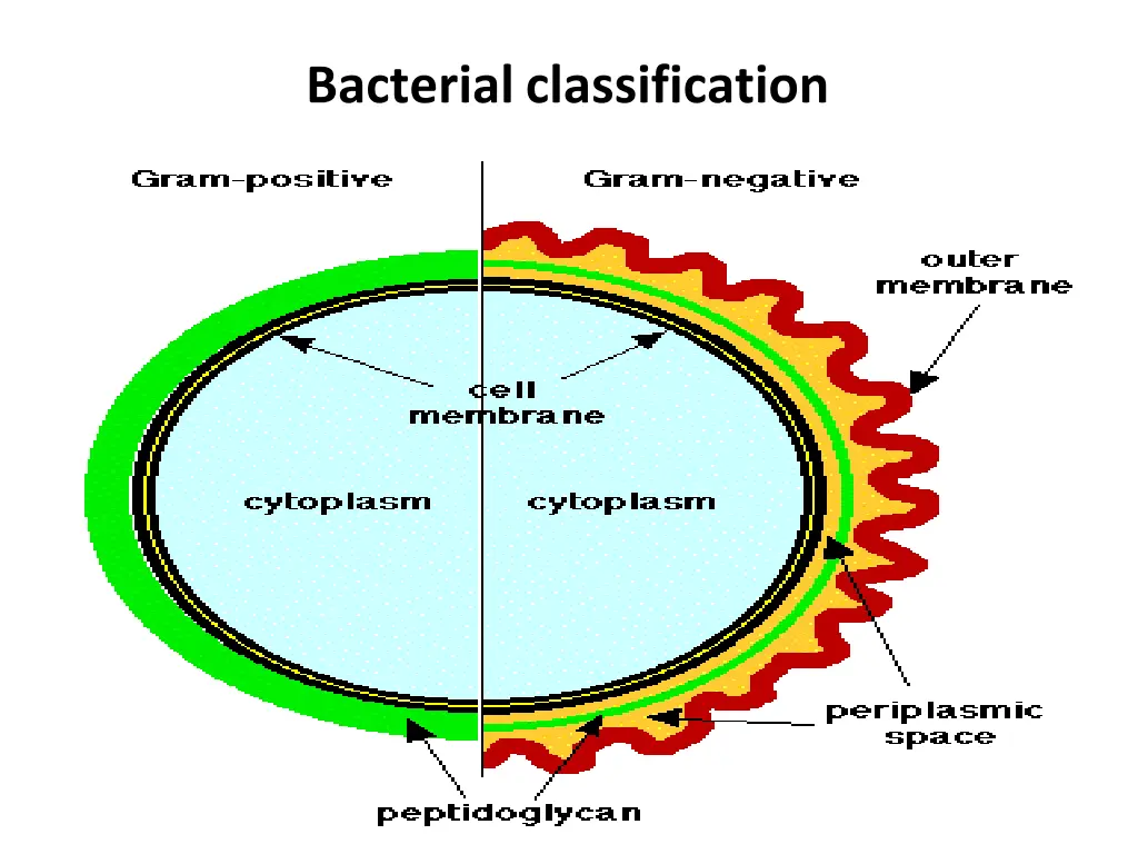 bacterialclassification
