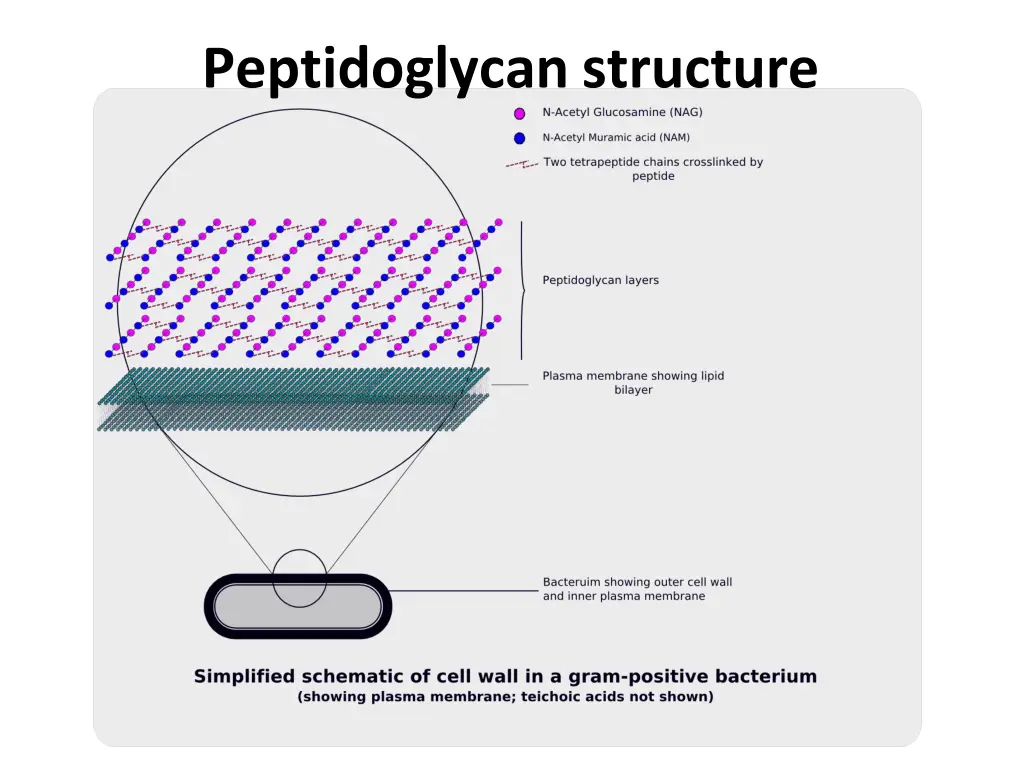 peptidoglycanstructure 1