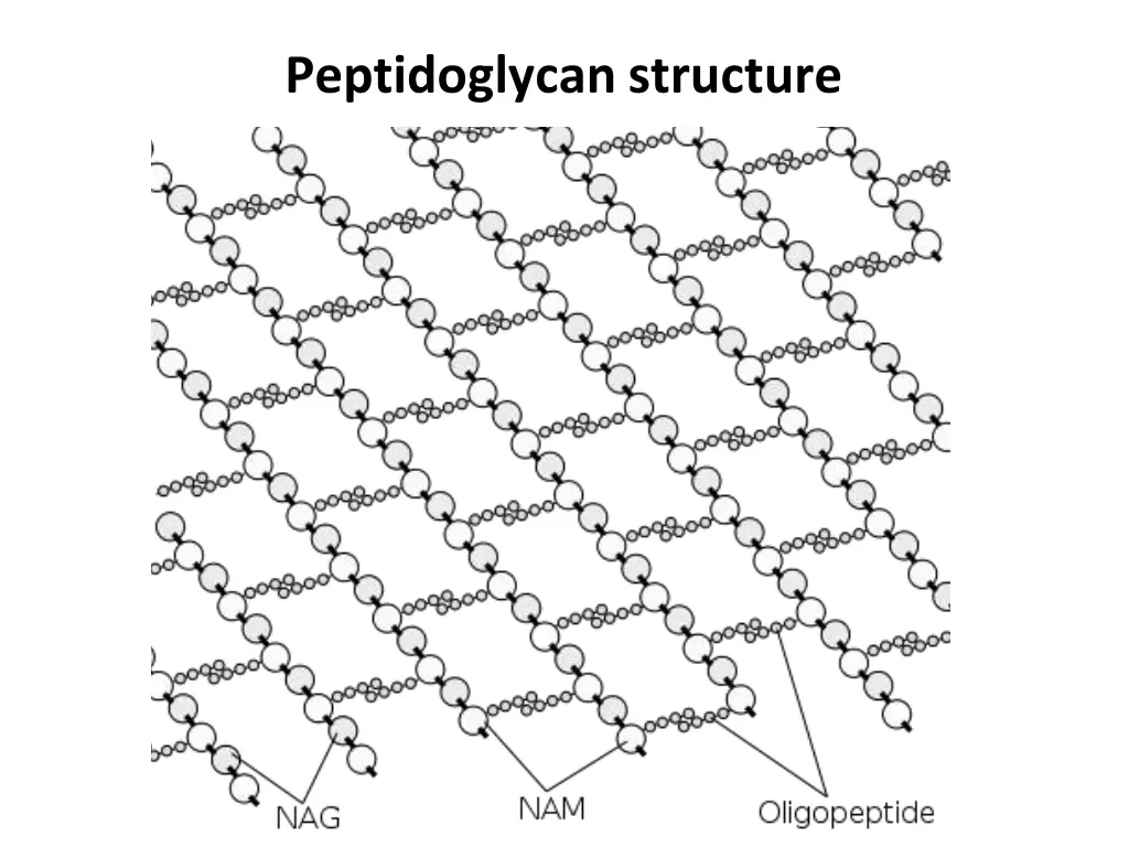 peptidoglycanstructure