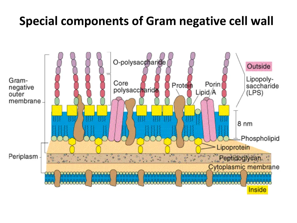 special components of gram negative cell wall