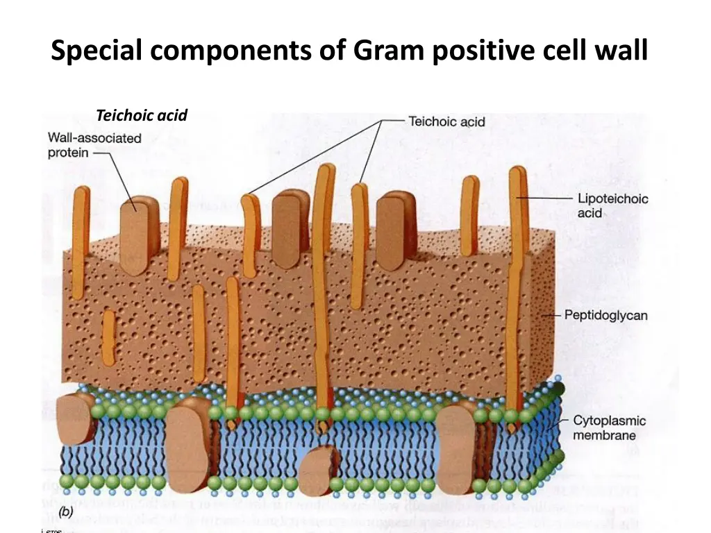 special components of gram positive cell wall
