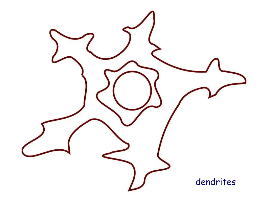 dendrites