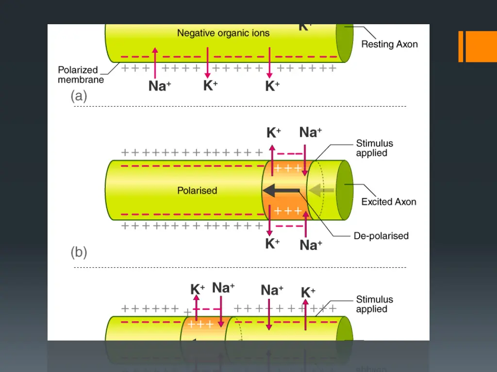slide11