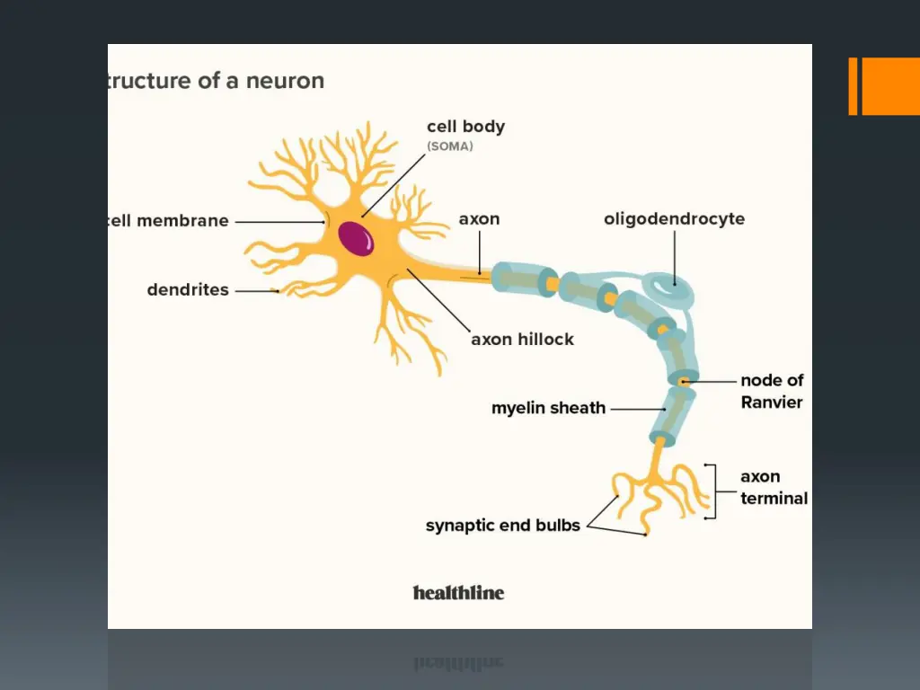 slide7