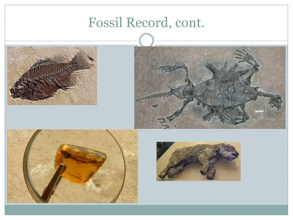 fossil record cont