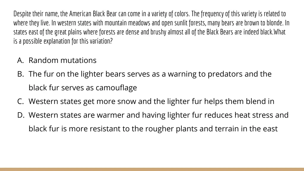 despite their name the american black bear