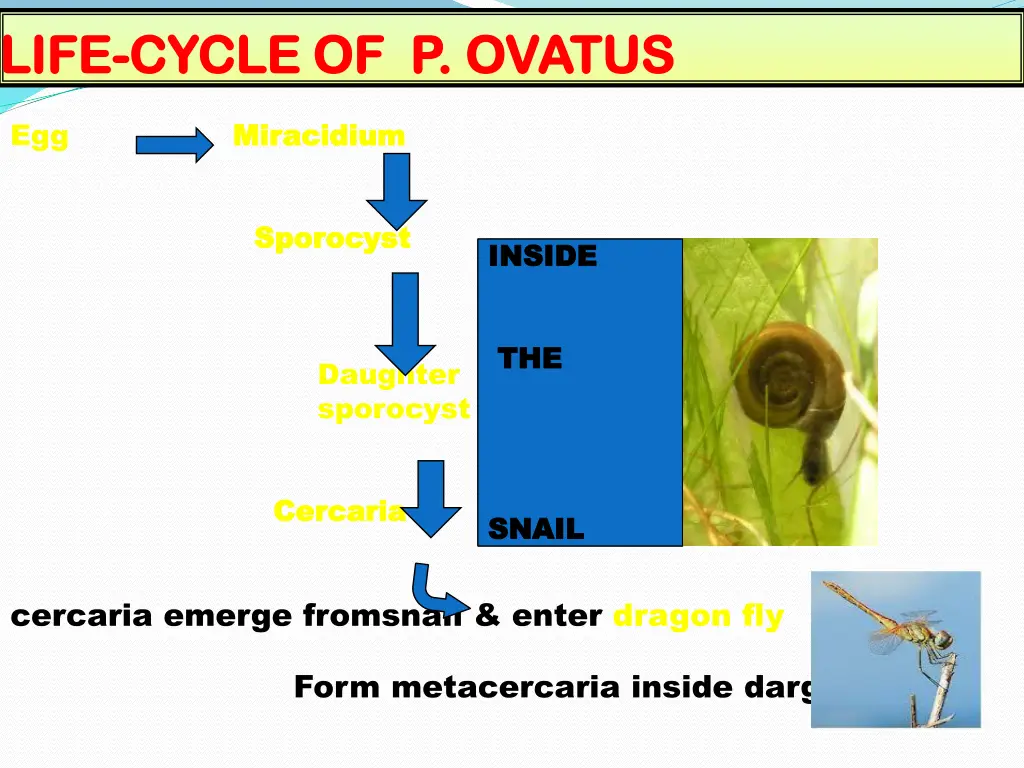 life life cycle of p ovatus cycle of p ovatus