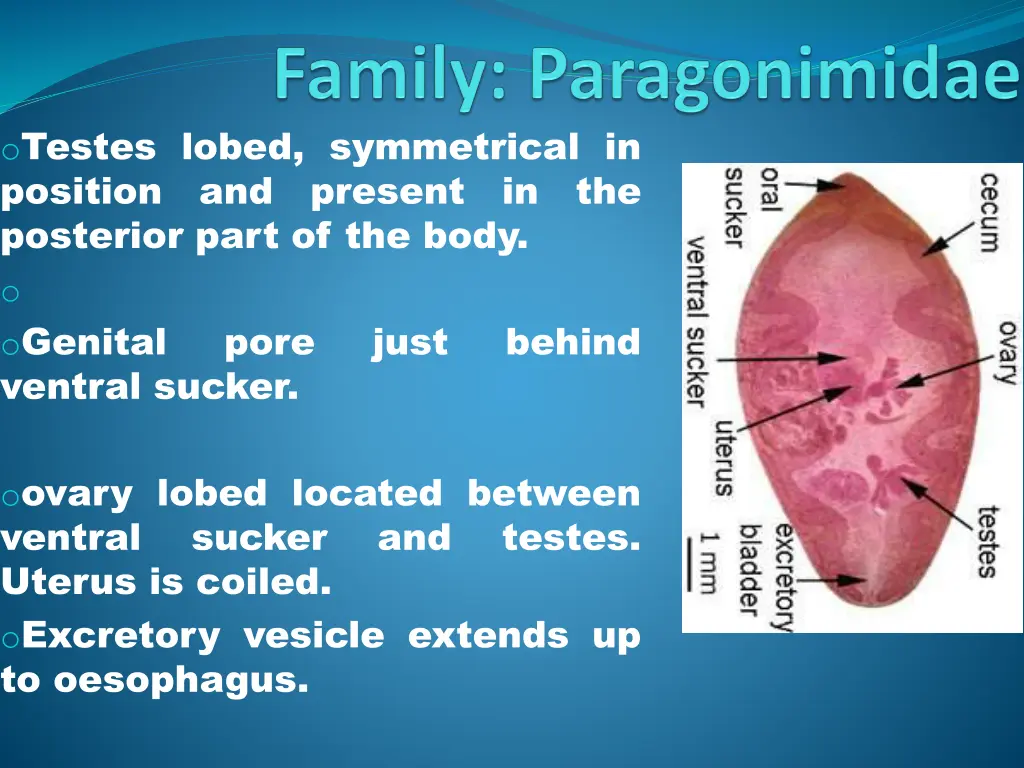 o testes lobed symmetrical in position