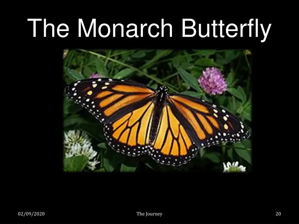 the monarch butterfly