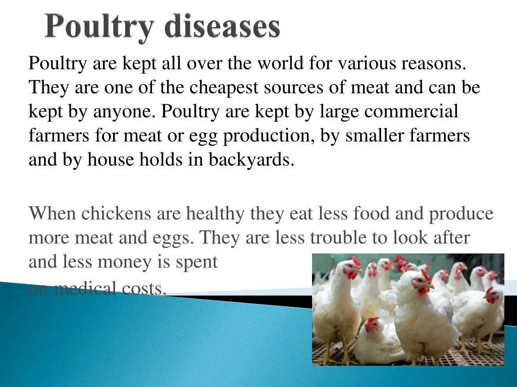 poultry are kept all over the world for various