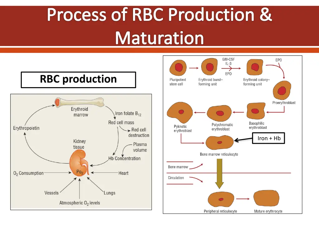 process of rbc production maturation