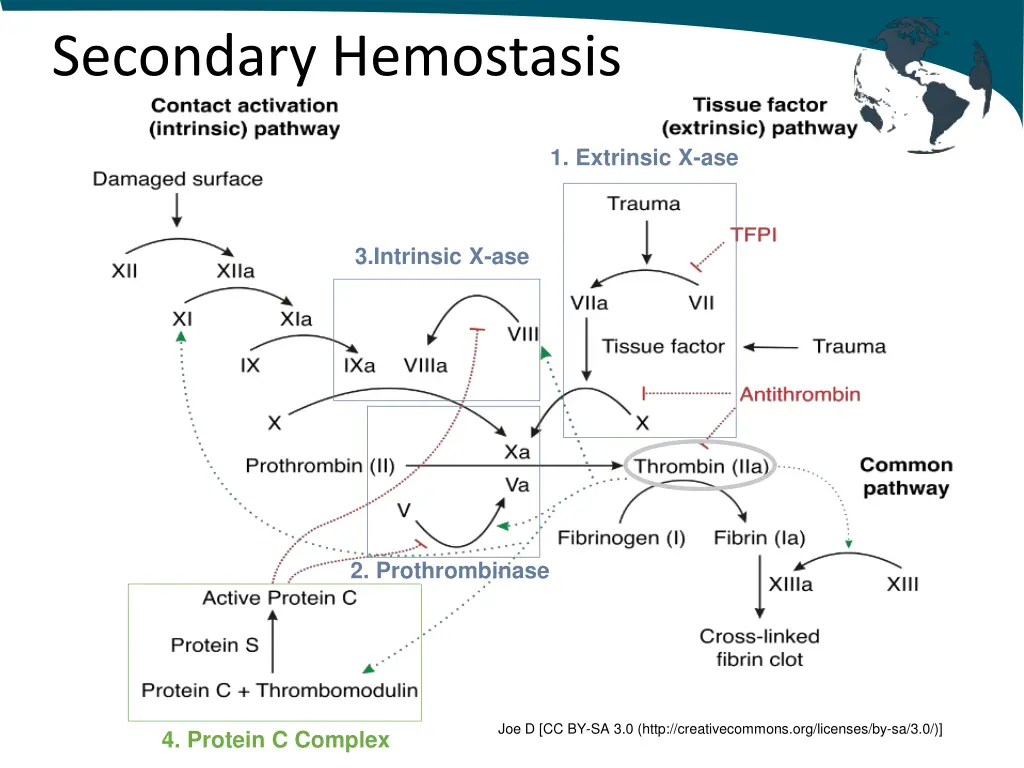 secondary hemostasis