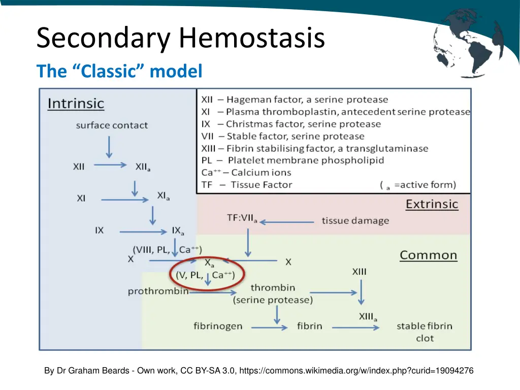 secondary hemostasis the classic model