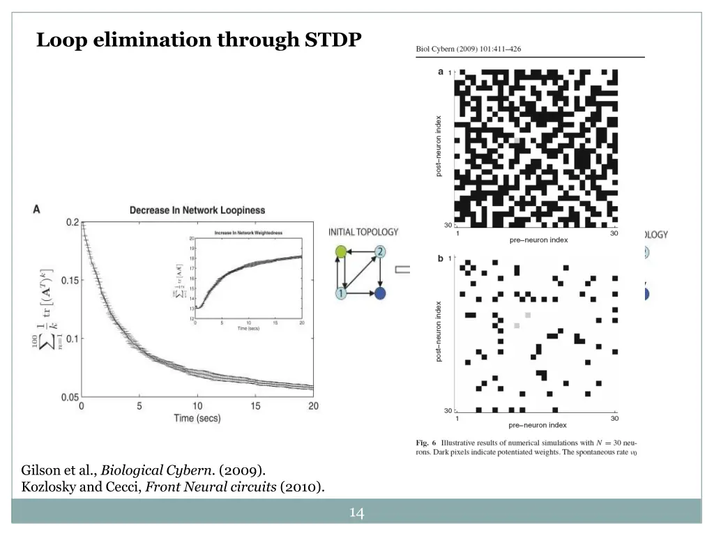 loop elimination through stdp