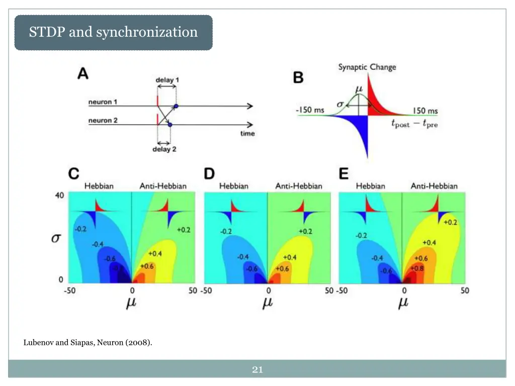 stdp and synchronization 1