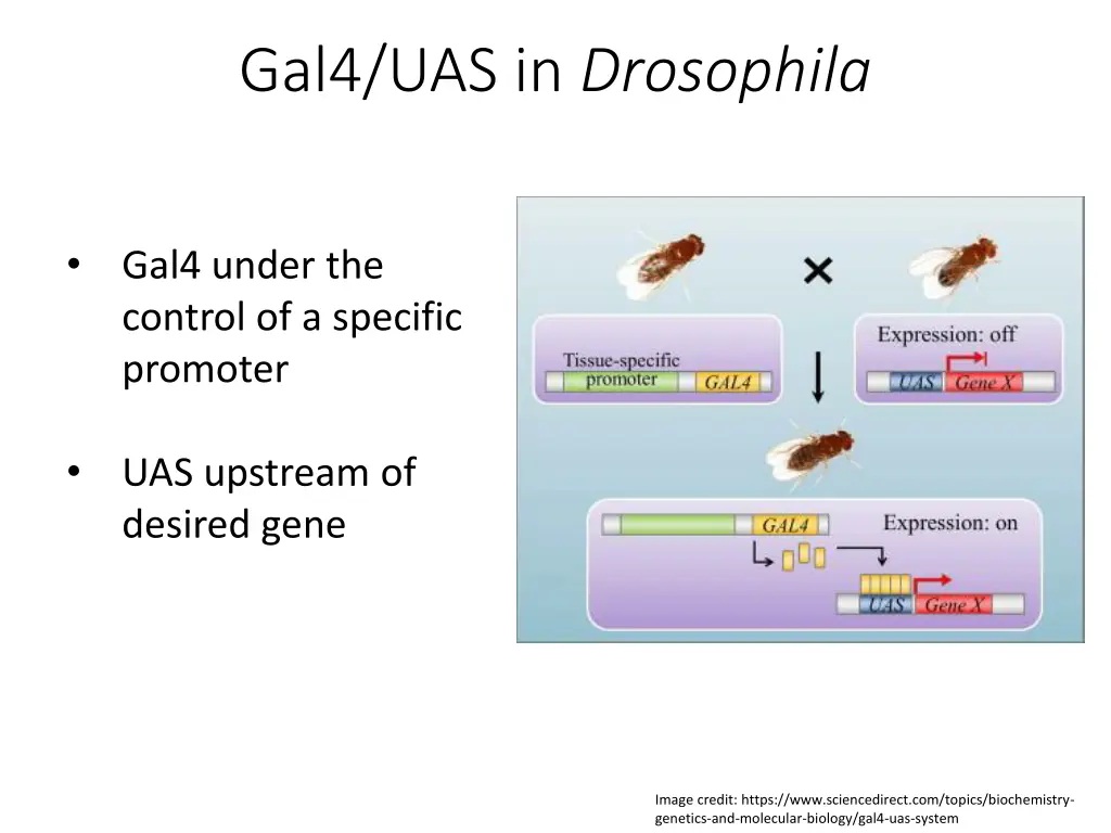 gal4 uas in drosophila