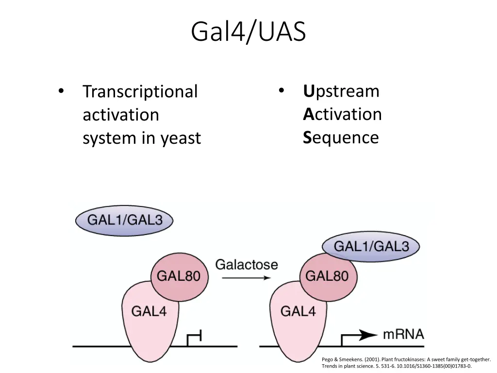 gal4 uas