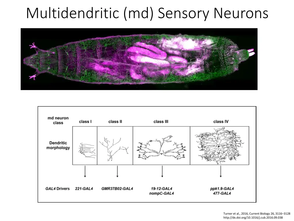 multidendritic md sensory neurons