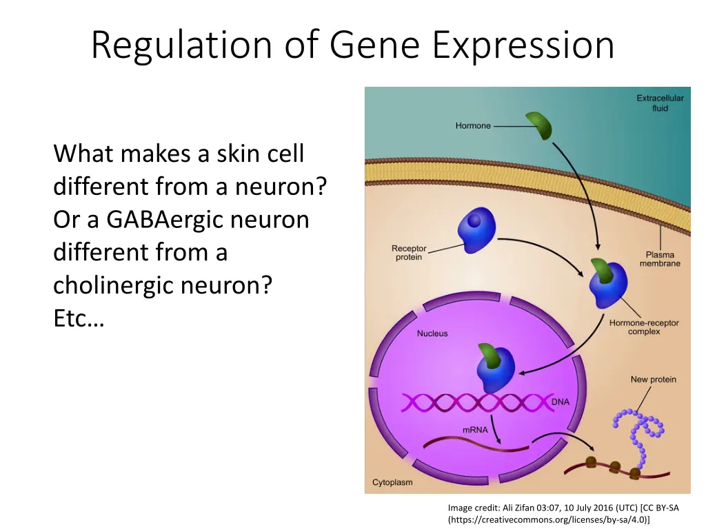 regulation of gene expression