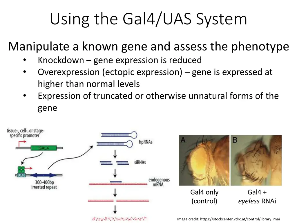 using the gal4 uas system 1