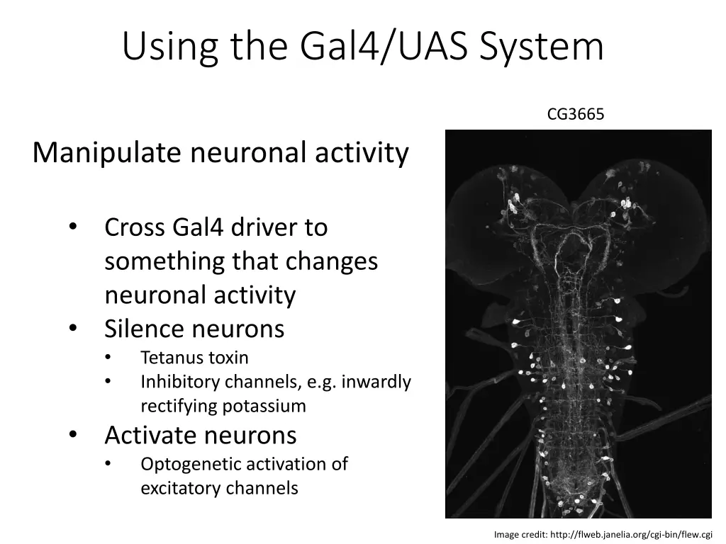 using the gal4 uas system 2