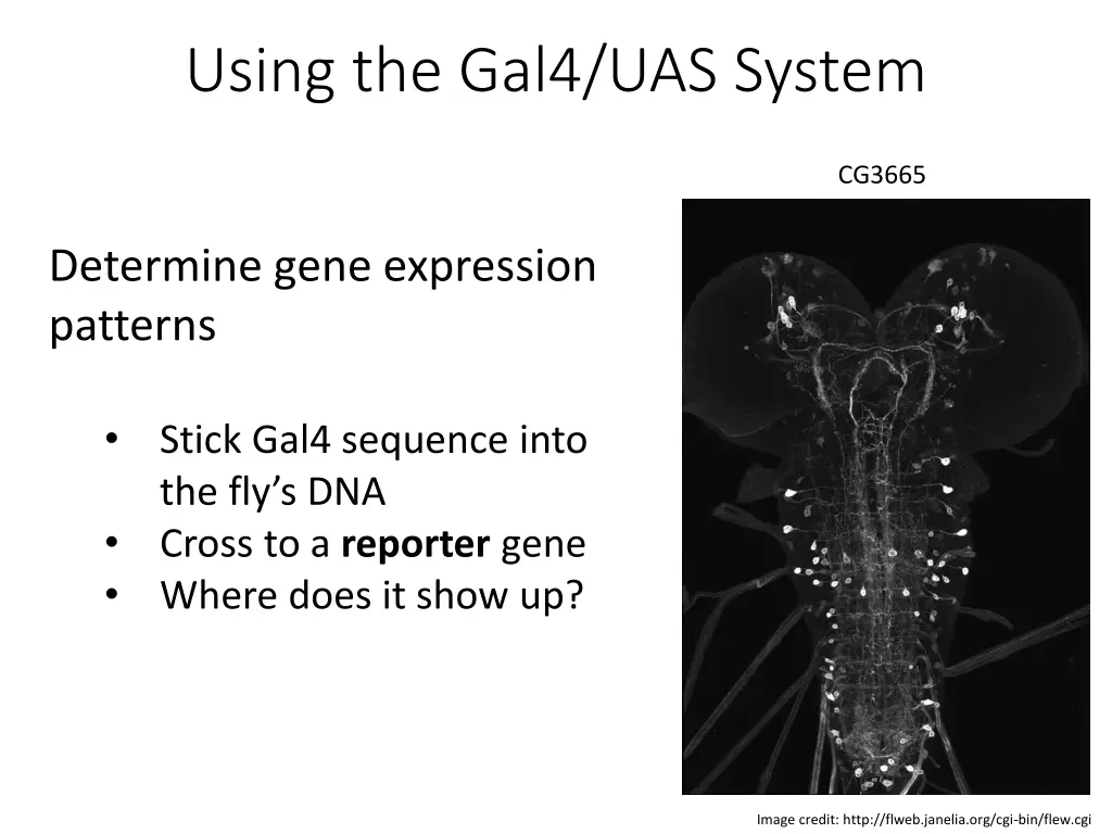using the gal4 uas system
