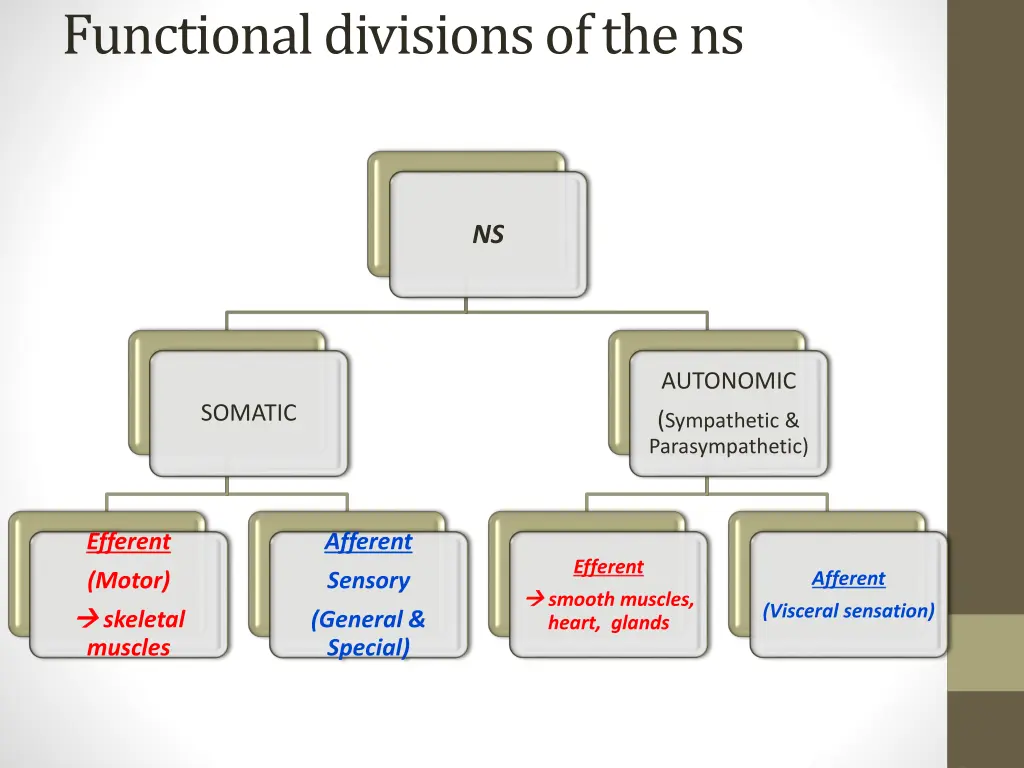 functional divisions of the ns