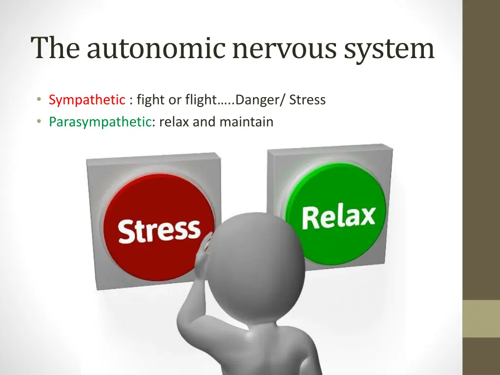 the autonomic nervous system