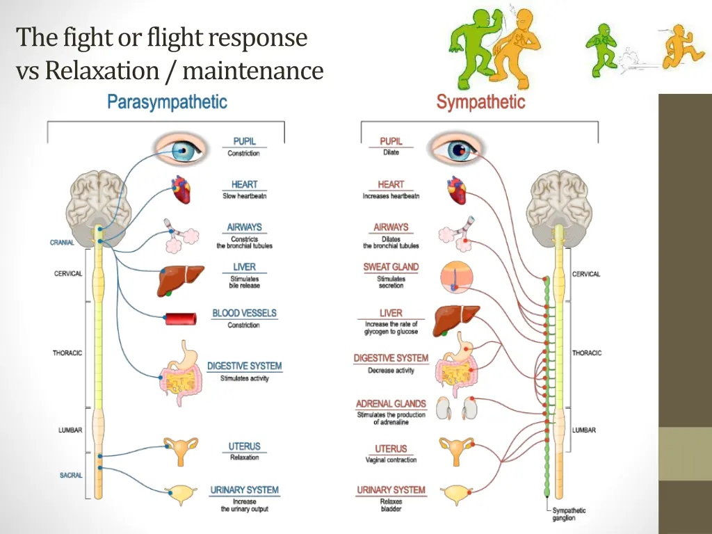 the fight or flight response vs relaxation
