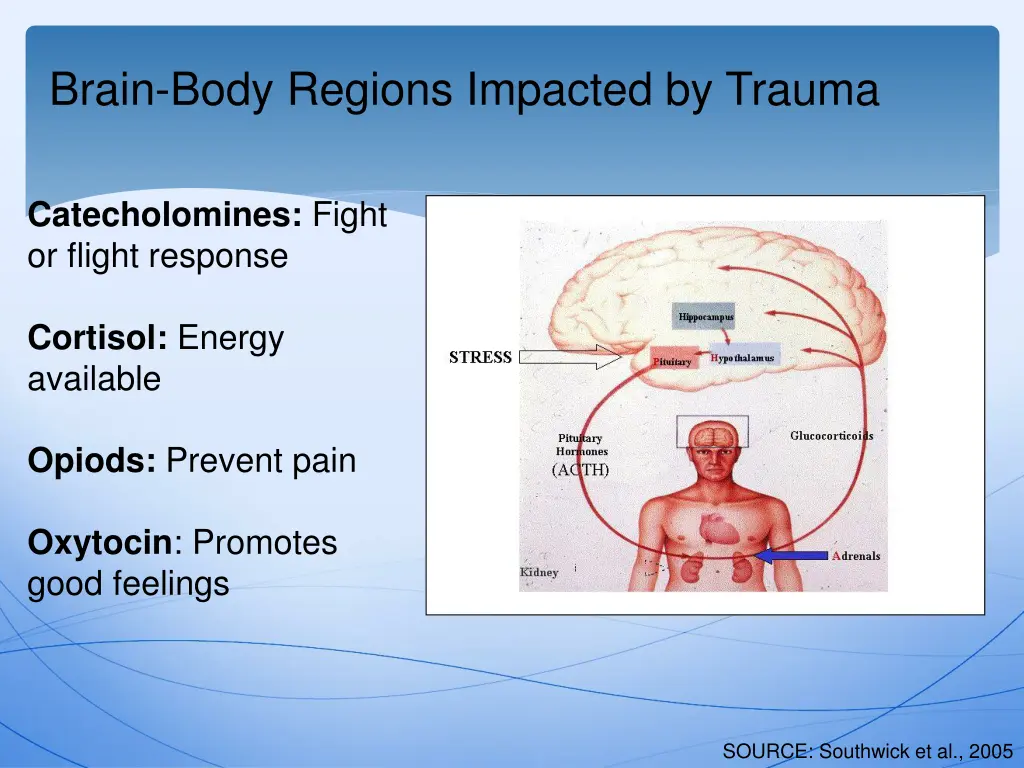 brain body regions impacted by trauma 1