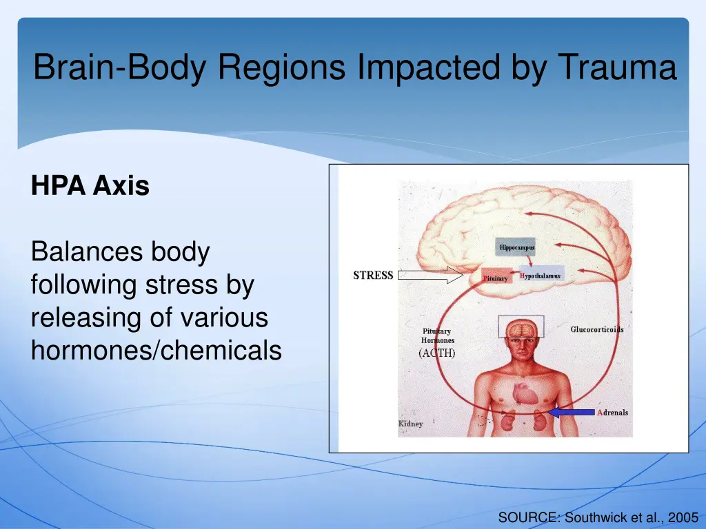 brain body regions impacted by trauma