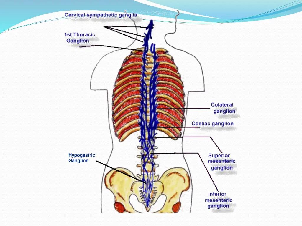 hypogastric ganglion