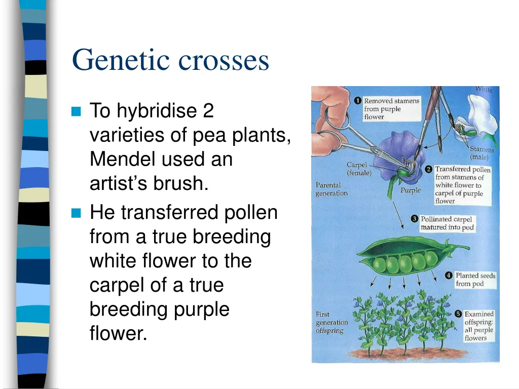 genetic crosses