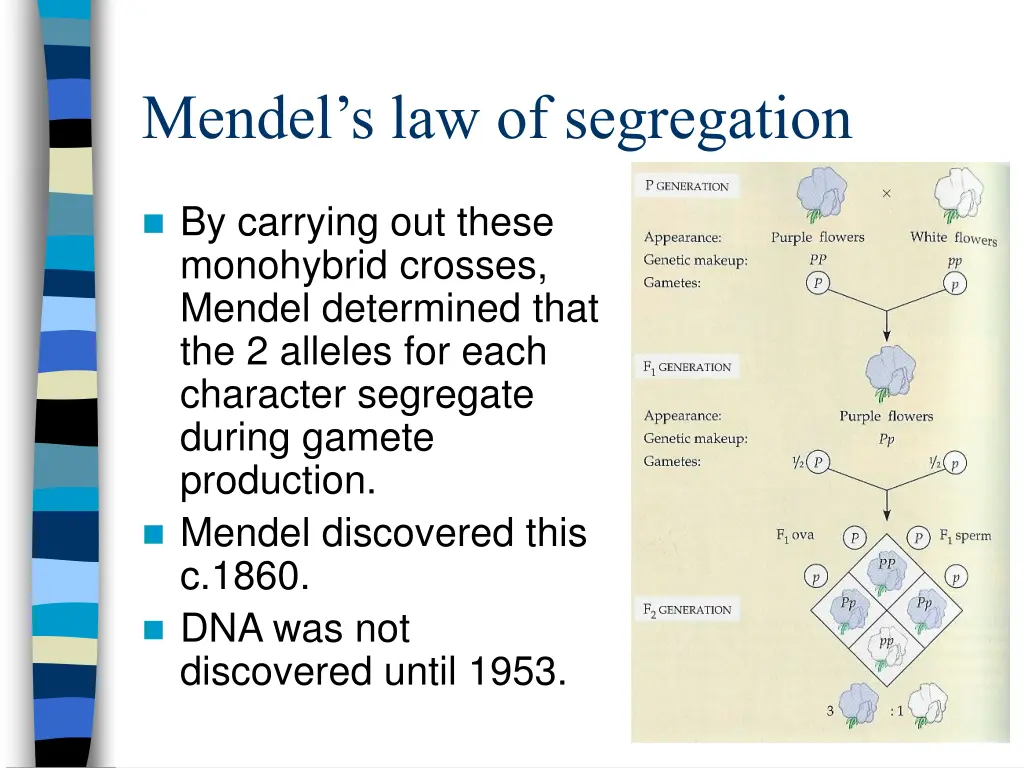 mendel s law of segregation