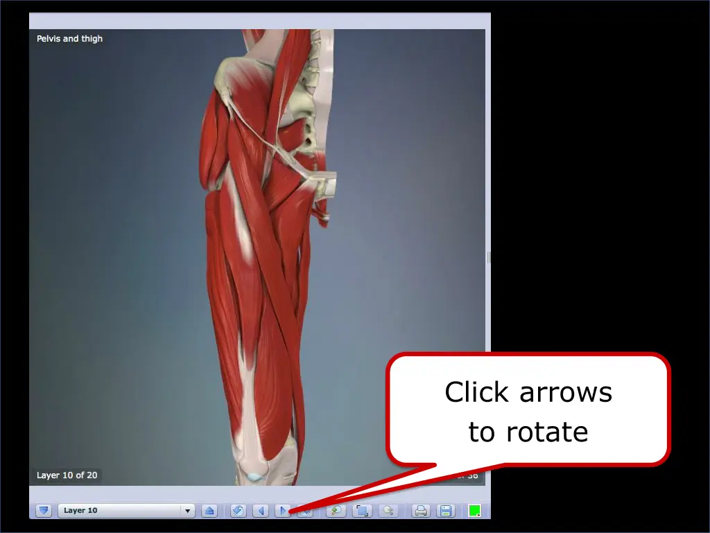 click arrows to rotate