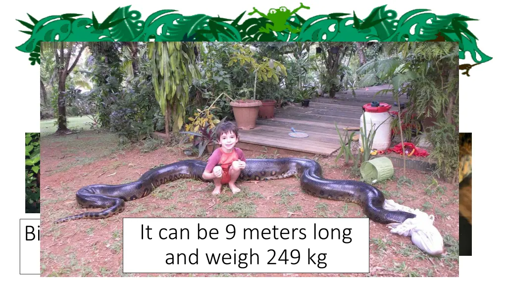 anaconda
