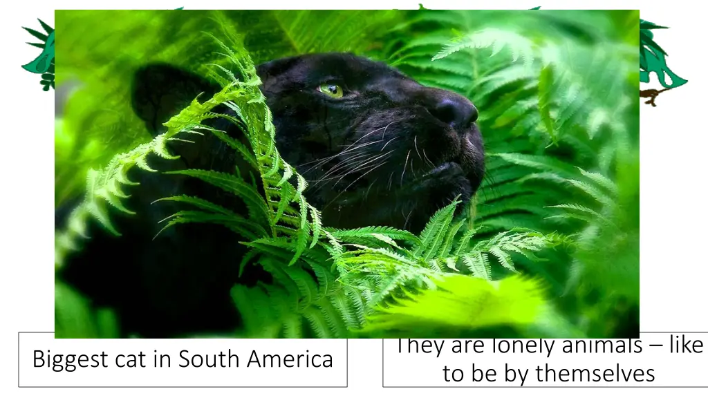 black jaguar