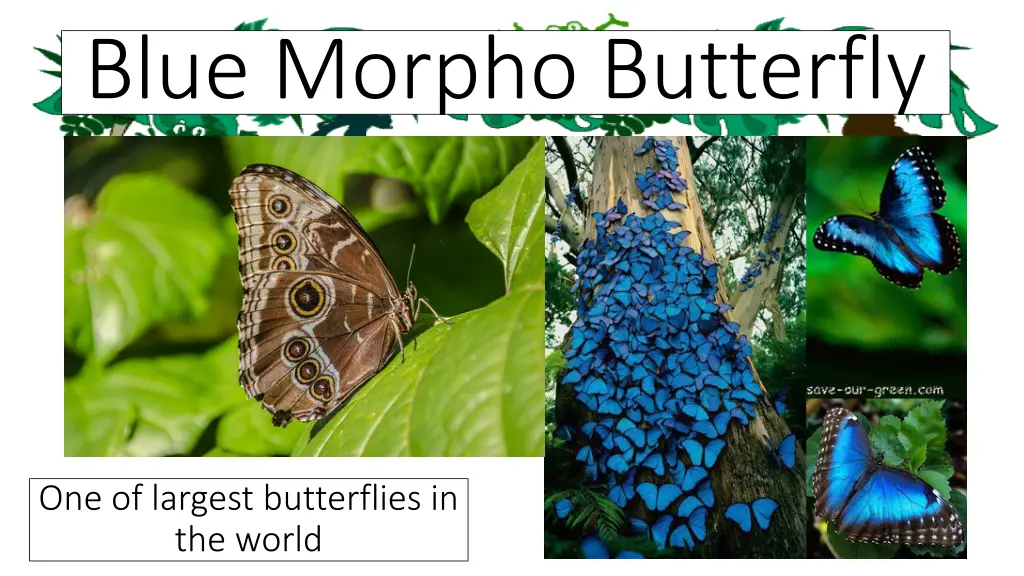 blue morpho butterfly