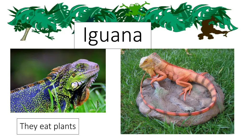 iguana