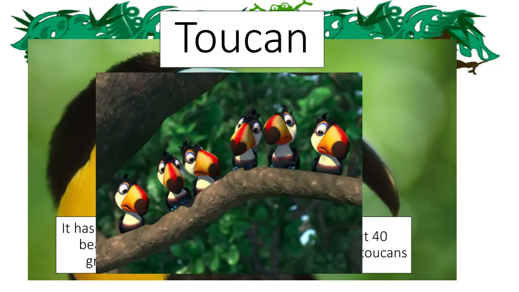 toucan