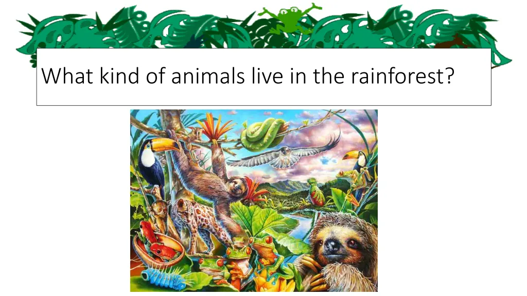 what kind of animals live in the rainforest