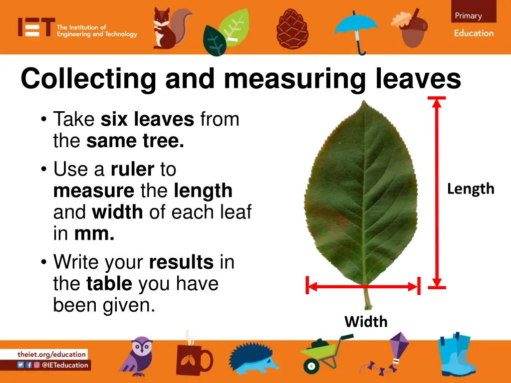 collecting and measuring leaves