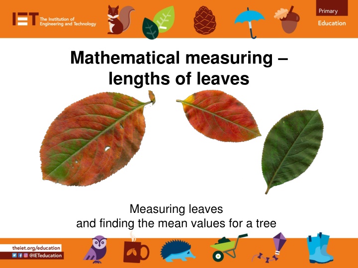 mathematical measuring lengths of leaves