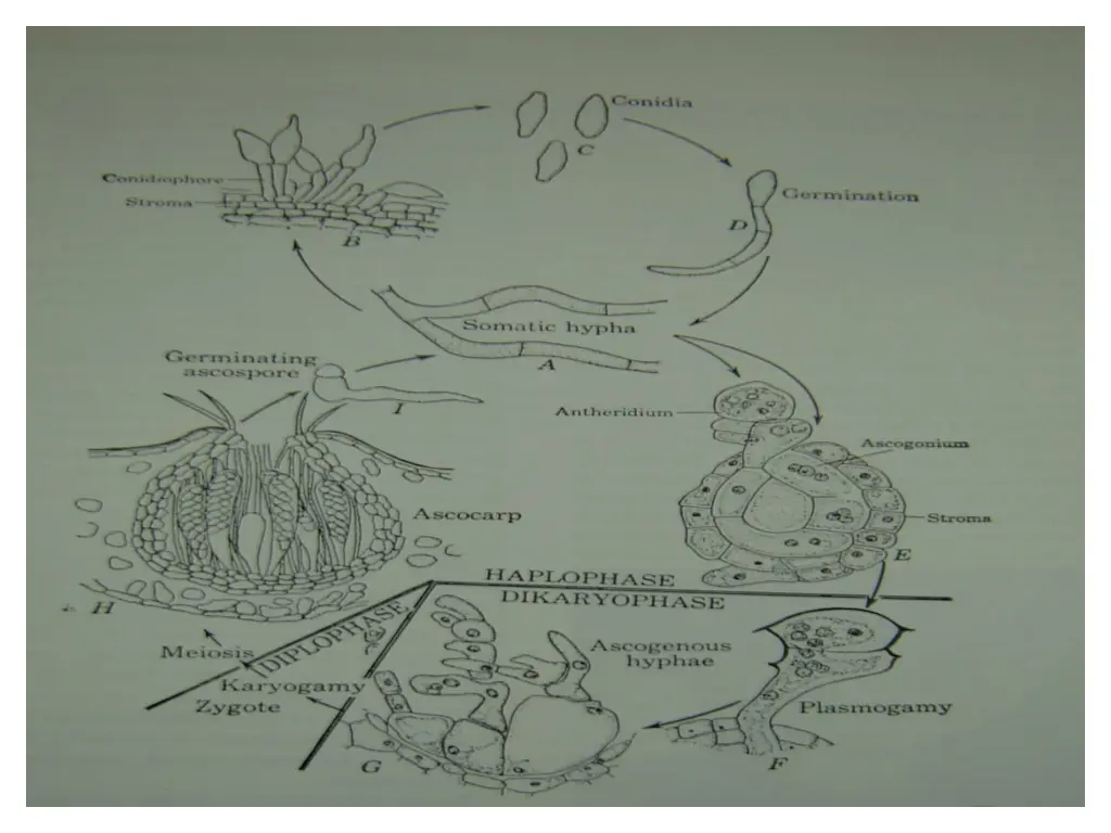 slide7