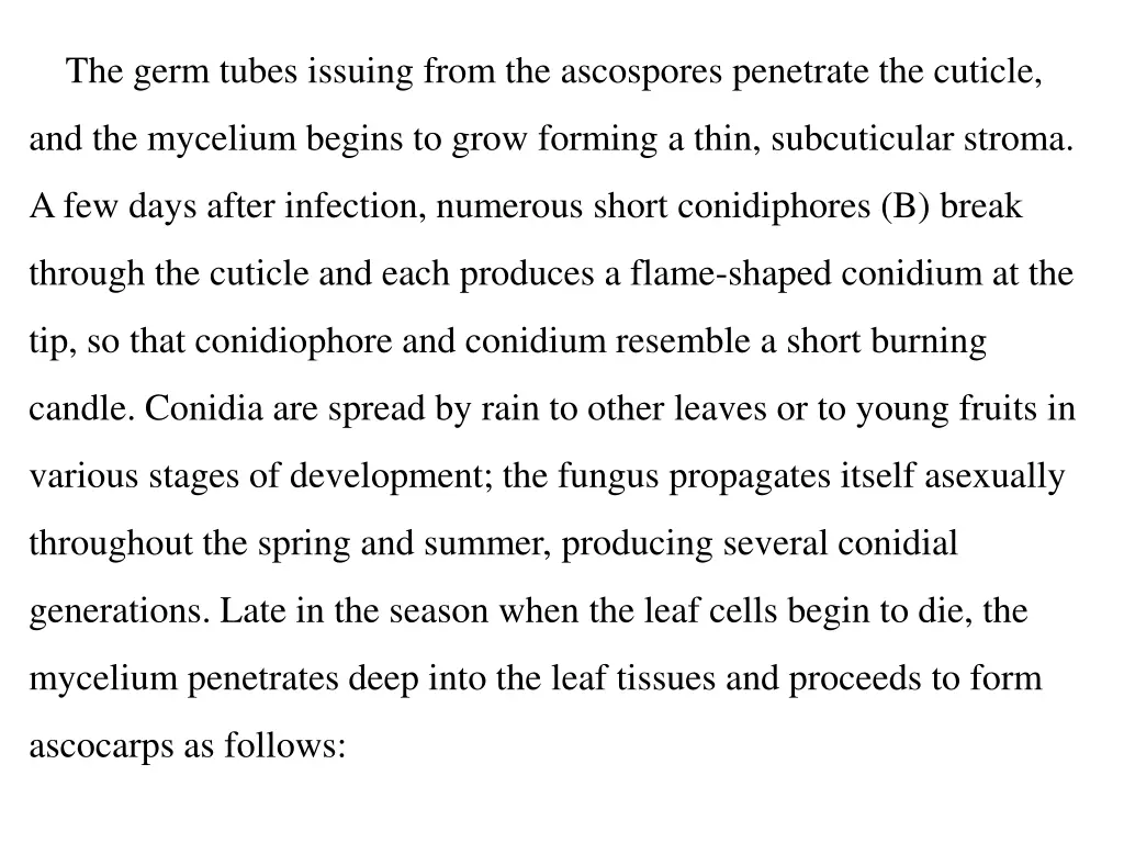 the germ tubes issuing from the ascospores