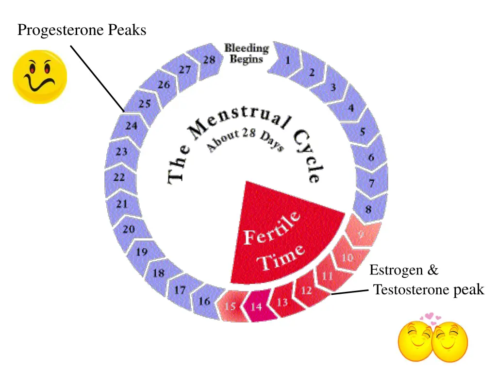 progesterone peaks
