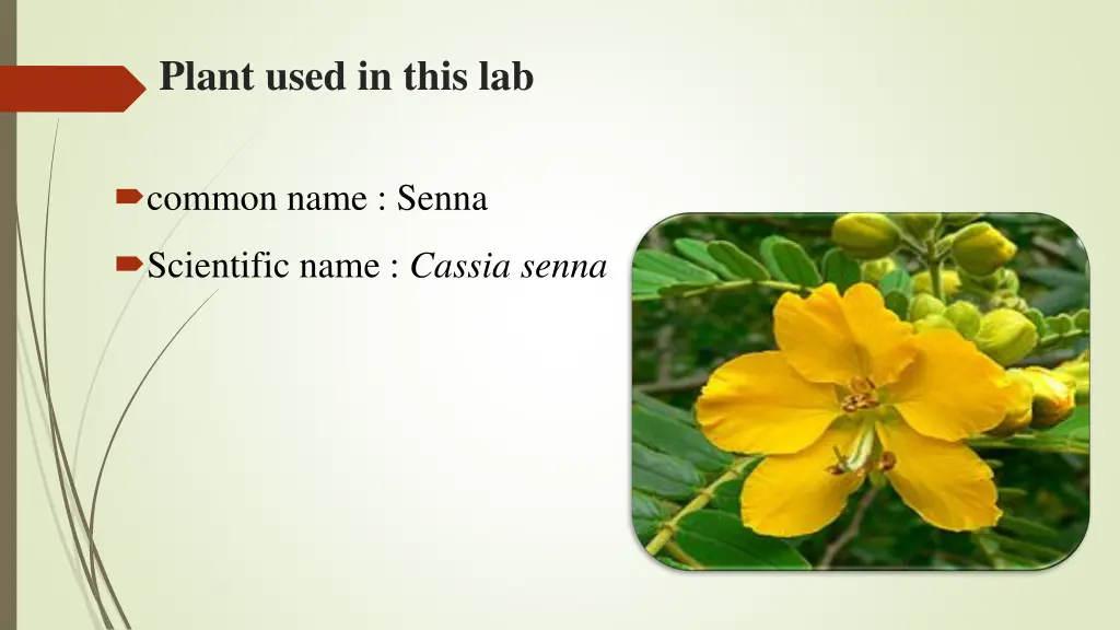 plant used in this lab