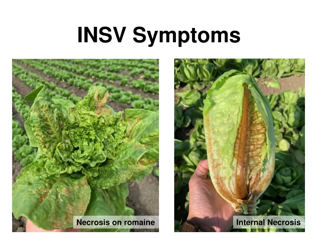 insv symptoms