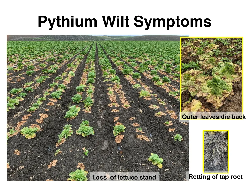 pythium wilt symptoms